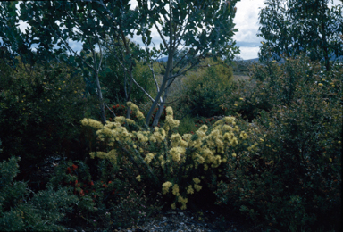 APII jpeg image of Petrophile serruriae  © contact APII