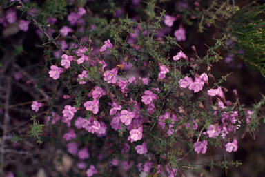 APII jpeg image of Prostanthera spinosa  © contact APII