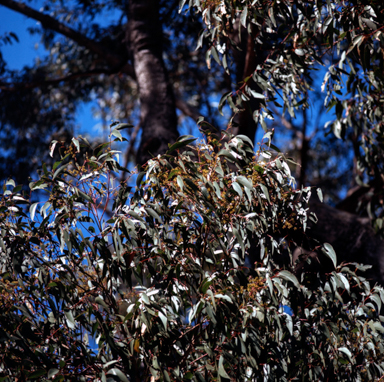 APII jpeg image of Eucalyptus piperita  © contact APII