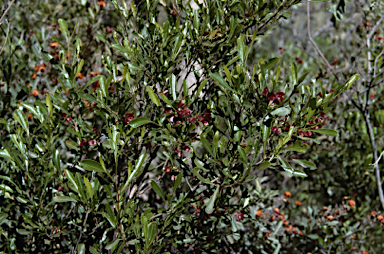APII jpeg image of Dodonaea viscosa subsp. mucronata  © contact APII