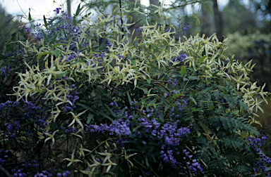 APII jpeg image of Clematis aristata subsp. occidentalis  © contact APII