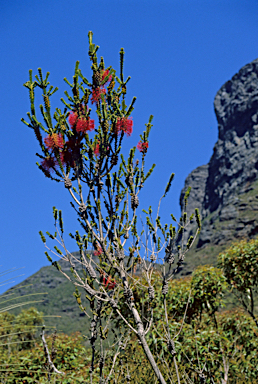 APII jpeg image of Beaufortia decussata  © contact APII