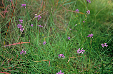 APII jpeg image of Sowerbaea laxiflora  © contact APII