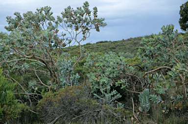 APII jpeg image of Eucalyptus pleurocarpa  © contact APII