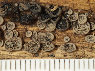 APII jpeg image of Resupinatus applicatus?  © contact APII