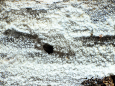 APII jpeg image of Hyphoderma setigerum  © contact APII