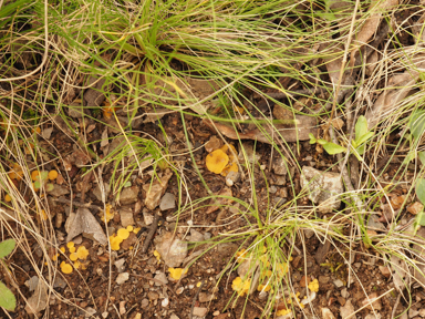 APII jpeg image of Phaeohelotium undulatum?  © contact APII