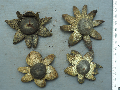 APII jpeg image of Astraeus hygrometricus?  © contact APII