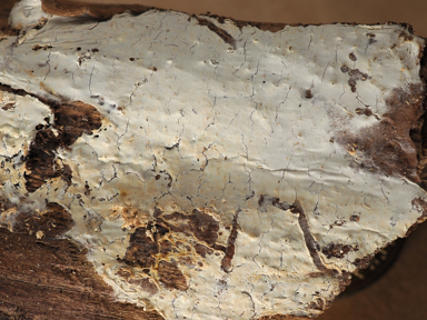 APII jpeg image of Ceraceomyces serpens???????????  © contact APII