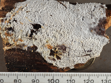 APII jpeg image of Ceraceomyces serpens???????????  © contact APII