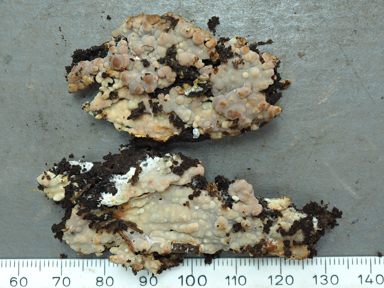 APII jpeg image of Gloiothele lactescens??  © contact APII