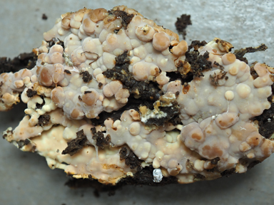 APII jpeg image of Gloiothele lactescens??  © contact APII