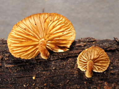 APII jpeg image of Pleuroflammula praestans  © contact APII