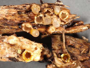 APII jpeg image of Sphaerobolus stellatus?  © contact APII