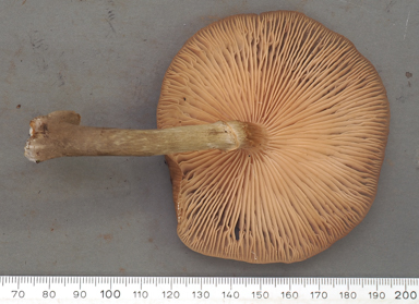 APII jpeg image of Armillaria novae-zelandiae  © contact APII