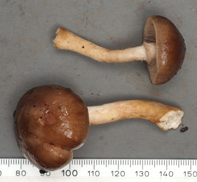 APII jpeg image of Armillaria novae-zelandiae  © contact APII