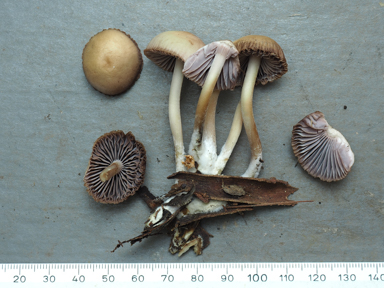 APII jpeg image of Mycena clarkeana  © contact APII