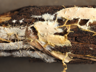 APII jpeg image of Phanerochaete burtii  © contact APII