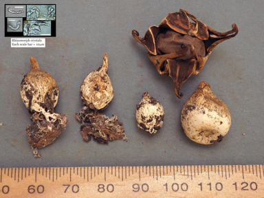 APII jpeg image of Geastrum lageniforme  © contact APII