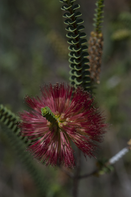 APII jpeg image of Beaufortia orbifolia  © contact APII