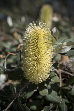 APII jpeg image of Banksia integrifolia subsp. integrifolia  © contact APII