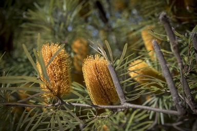 APII jpeg image of Banksia neoanglica  © contact APII