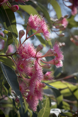 APII jpeg image of Corymbia 'Summer Beauty'  © contact APII