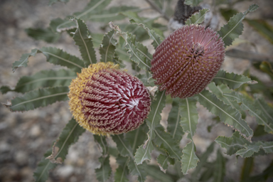 APII jpeg image of Banksia menziesii  © contact APII