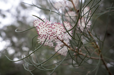 APII jpeg image of Hakea drupacea  © contact APII