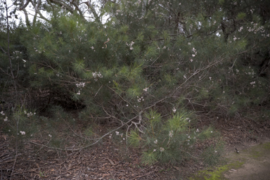 APII jpeg image of Hakea drupacea  © contact APII