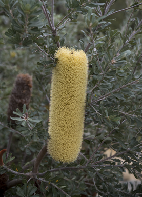 APII jpeg image of Banksia epica  © contact APII