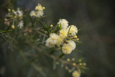 APII jpeg image of Acacia trinervata  © contact APII