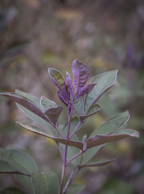 APII jpeg image of Vitex trifolia var. subtrisecta  © contact APII