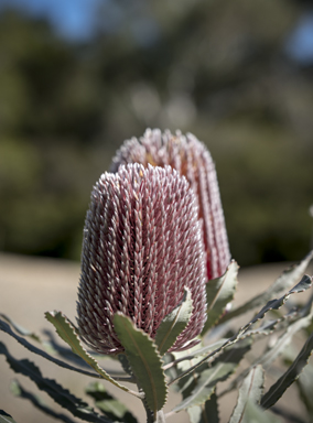 APII jpeg image of Banksia menziesii  © contact APII