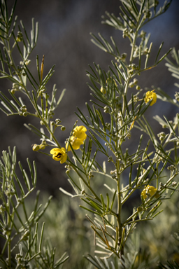 APII jpeg image of Senna artemisioides subsp. filifolia  © contact APII