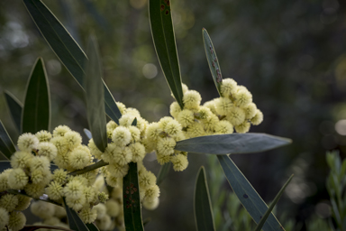 APII jpeg image of Acacia beckleri  © contact APII