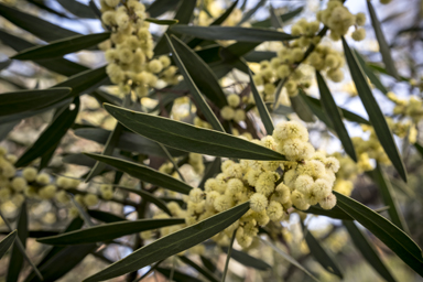 APII jpeg image of Acacia beckleri  © contact APII