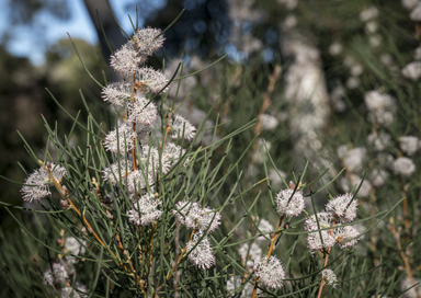 APII jpeg image of Hakea drupacea  © contact APII