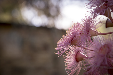 APII jpeg image of Corymbia 'Summer Beauty'  © contact APII