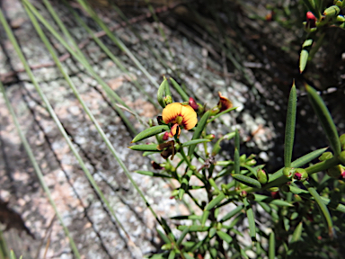 APII jpeg image of Daviesia acicularis  © contact APII