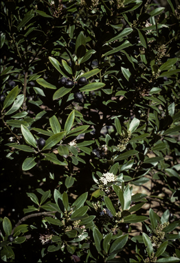 APII jpeg image of Acokanthera oblongifolia  © contact APII