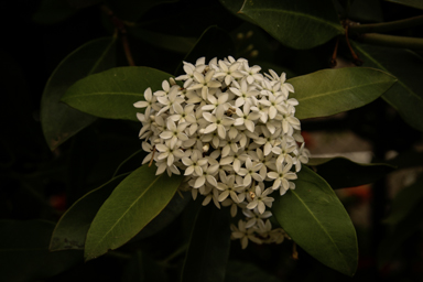 APII jpeg image of Acokanthera oblongifolia  © contact APII
