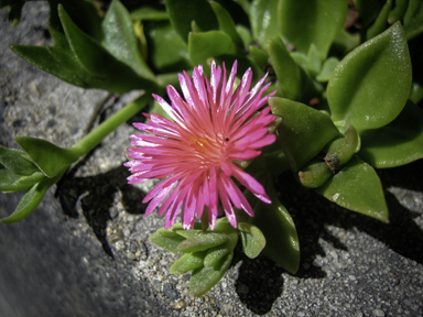 APII jpeg image of Mesembryanthemum cordifolium  © contact APII