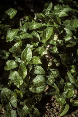 APII jpeg image of Arisarum vulgare  © contact APII