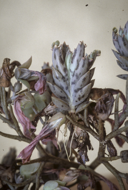 APII jpeg image of Bryophyllum delagoense  © contact APII