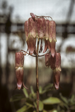 APII jpeg image of Bryophyllum pinnatum  © contact APII