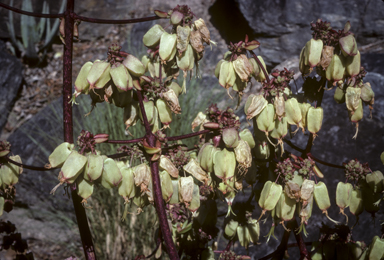 APII jpeg image of Bryophyllum proliferum  © contact APII