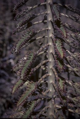 APII jpeg image of Bryophyllum x houghtonii  © contact APII