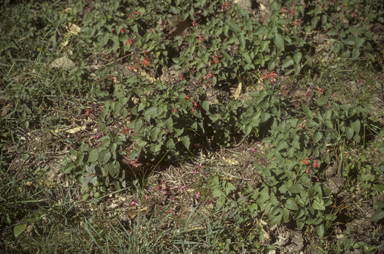 APII jpeg image of Salvia coccinea  © contact APII