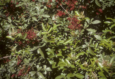 APII jpeg image of Schinus terebinthifolia  © contact APII